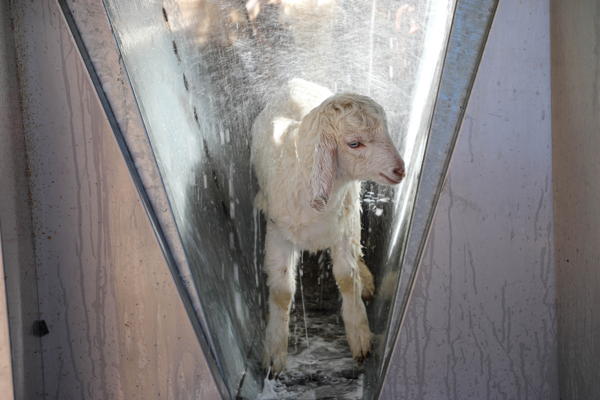 Antalya Büyükşehir Belediyesi'nden ücretsiz parazit uygulaması 
