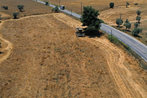 Bodrum’da karakılçık buğdayı hasadı yapıldı 