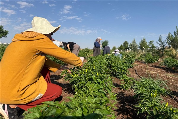 Kayapınar’da Kadın Komün Kent Bostanı’nda ilk hasat yapıldı<