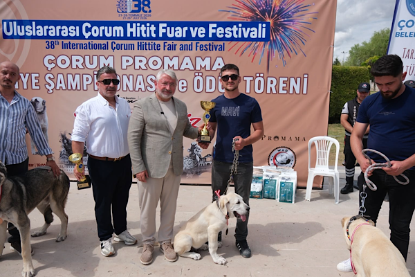 Çorum’da Türk Çoban Köpekleri Türkiye Şampiyonası düzenlendi<