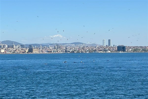 İstanbul Sarayburnu’nda yunus akını<