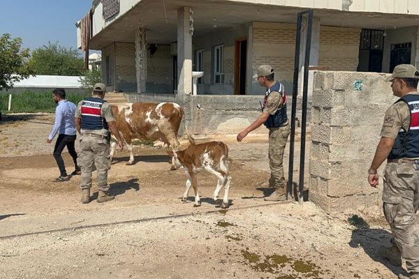 Şanlıurfa’da 315 bin liralık hayvan dolandırıcılığı<