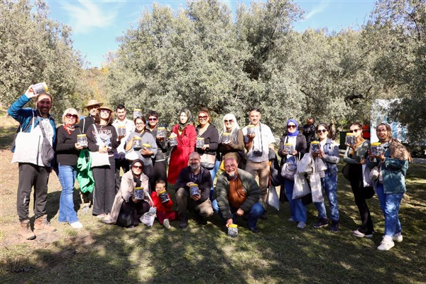 Mudanya’da zeytin hasadı başladı