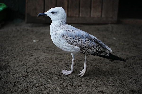Samsun’da Yabani Hayvanlar İlk Yardım Ünitesi hizmet veriyor<