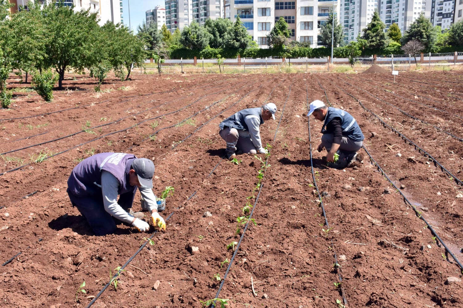Diyarbakır Büyükşehir Belediyesi'nden yerel tohum çalışması