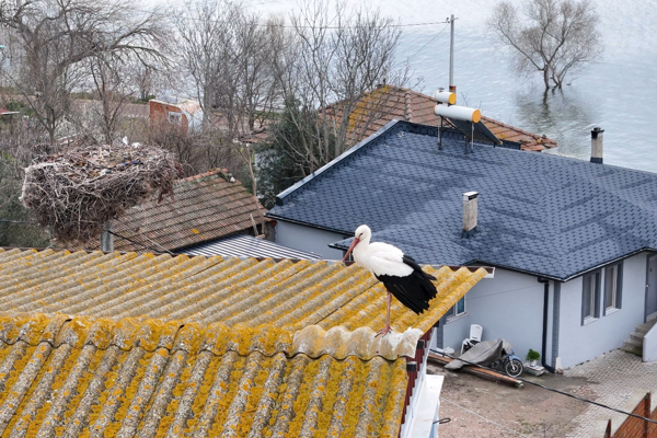 Karabatı: 15 yıllık hikaye sadakatin ve sevginin sembolü haline geldi<