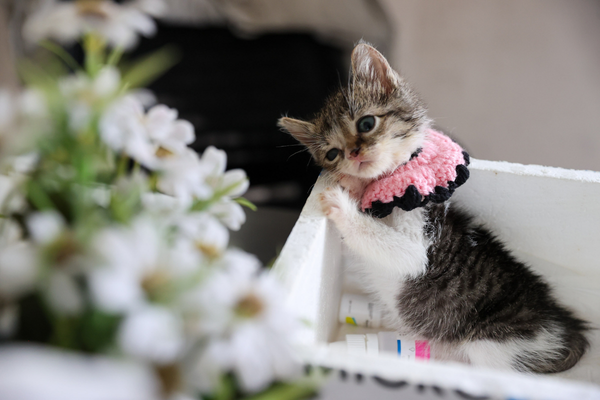 Buca’da ağır yaralı bulunan yavru kedi tedaviyle hayata tutundu<