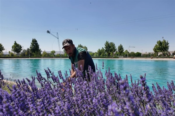 Kayseri Büyükşehir Belediyesi, 8 farklı noktada lavanta ekimi gerçekleştirdi<