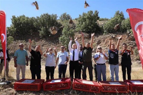 Mardin kırsalına 200 kınalı keklik daha salındı<
