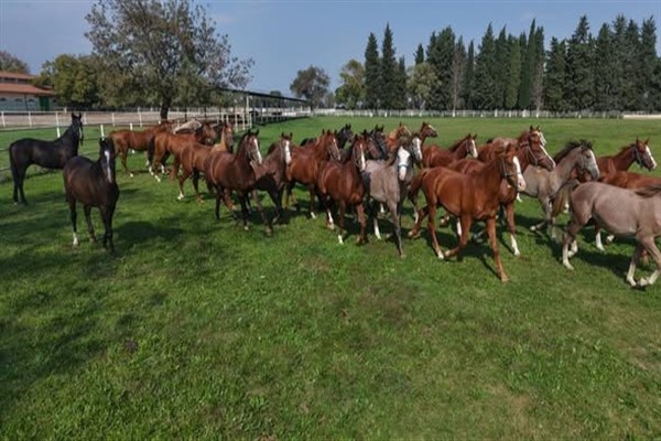 Bursa’da 12 milyon 50 bin liralık safkan Arap atı yetiştirildi