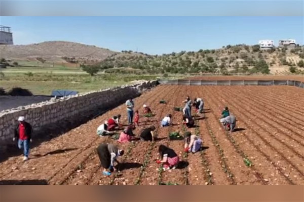 Kadın Kent Bostanı Projesi kapsamında ilk ekimler gerçekleştirildi