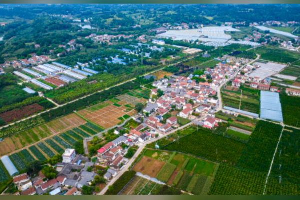 Cumhurbaşkanı Xi kırsal kalkınma için yeni talimatlar verdi<