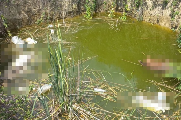 Keşan’da başı kesilmiş halde 3 köpek bulundu 