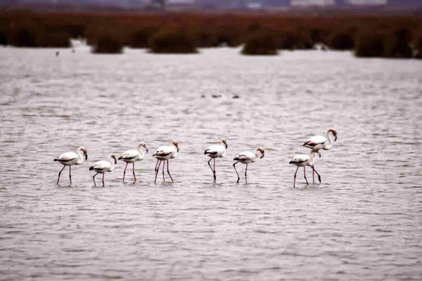 Kızılırmak Deltası’nda Flamingolar görsel şölen oluşturuyor<