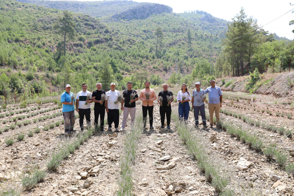 Fakırcalı'daki lavanta bahçesinde ilk hasat gerçekleştirildi<