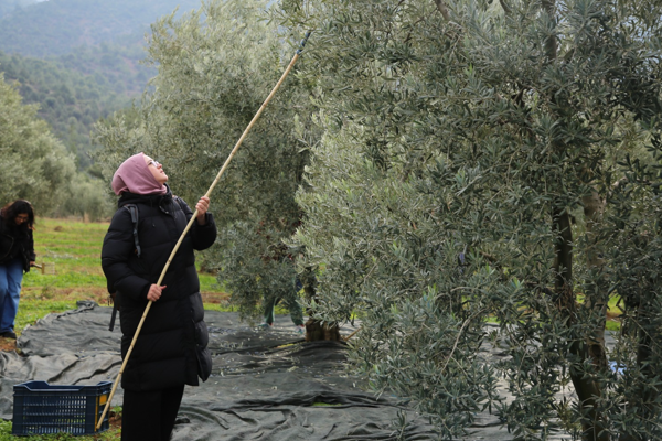 Eskişehirli gençler, zeytinin yolculuğunu öğrendi