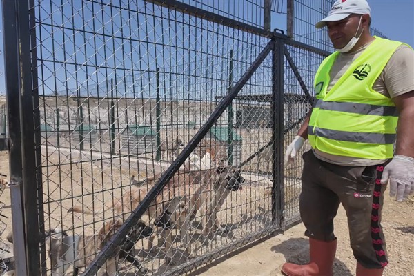 Bayburt’ta sokak hayvanlarına yönelik çalışmalar sürüyor <