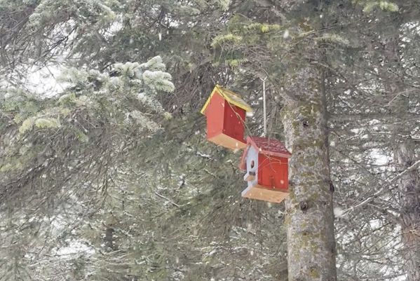 Çorum'da çocuklar doğaya kuş evleri bıraktı<