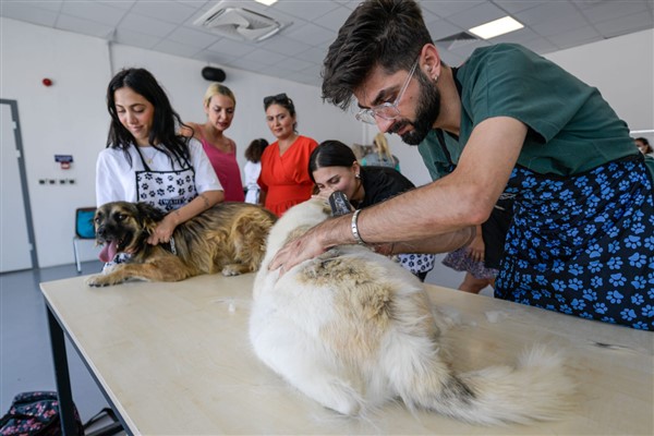 Yaz sıcaklarında sahipsiz köpekler unutulmadı<