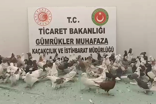 Ticaret Bakanlığı: 2025’te 85 bin 342 kaçak canlı hayvan ele geçirildi