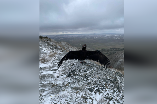 Eskişehir'de tedavi edilen şahin ve kara akbaba doğaya salındı<