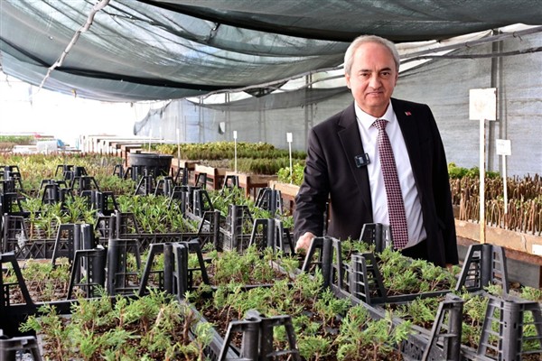 Bitki ve Fidan Üretim Tesisi’nde yılda 300 bine yakın fidan yetiştiriliyor <