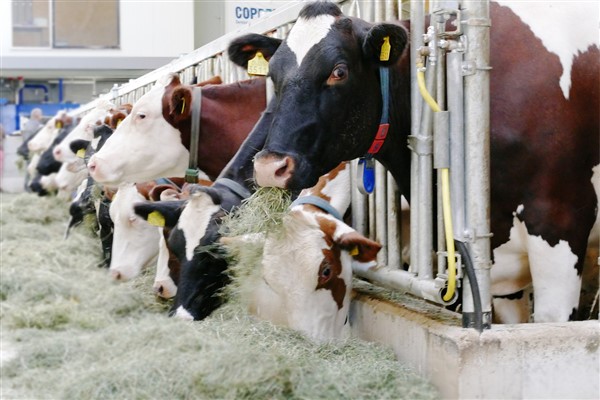 TÜİK - Ticari süt işletmelerince Haziran’da 934 bin 745 ton inek sütü toplandı