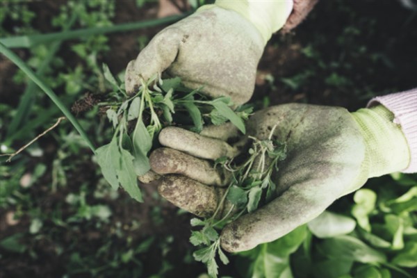 TÜİK - Tarım ürünleri üretici fiyat endeksi yıllık yüzde 36,01 arttı