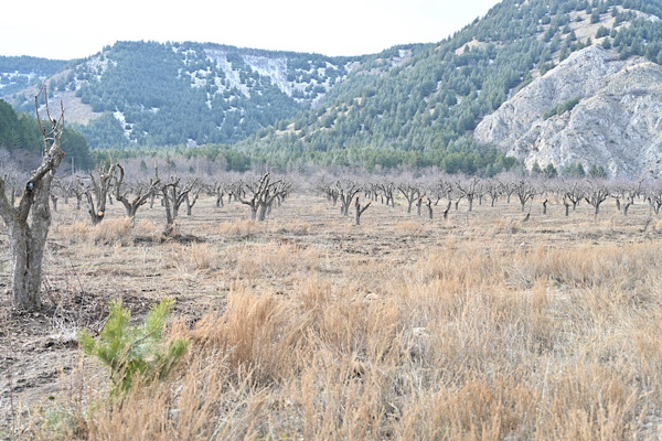 Gölcük Tabiat Parkı’ndaki elma bahçeleri yeniden üretime kazandırılıyor<