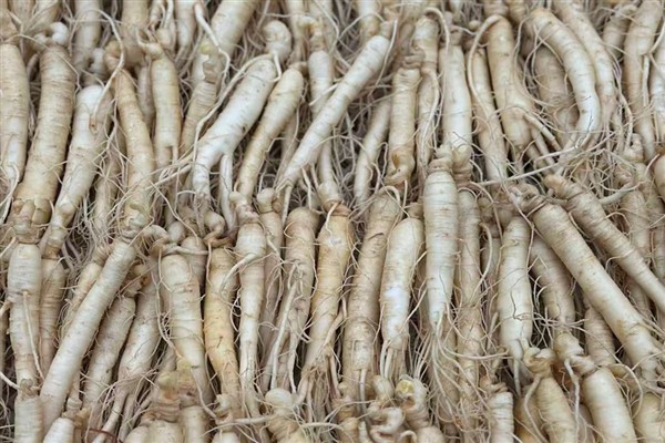 Jilin’in altın kökü: Fusong'da Ginseng endüstrisi<