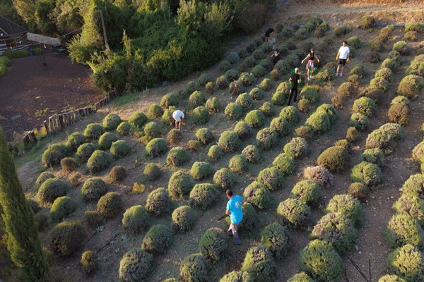 Bodrum'da Gençlik Tarım Kampı'nda lavanta hasadı yapılıyor