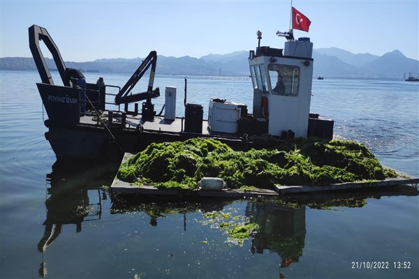 İzmir Körfez’inde oluşan deniz marulları temizleniyor