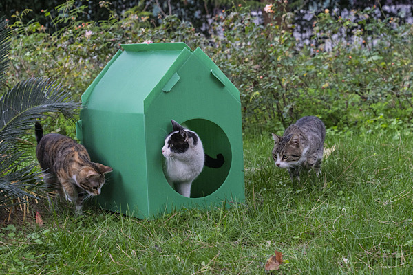 İzmir’de sokak kedileri için portatif kedi evi dağıtımları sürüyor<