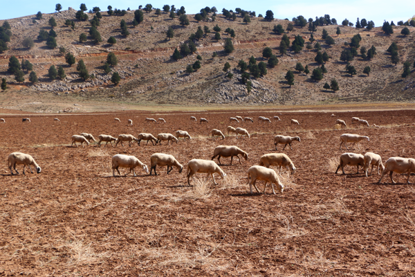 Antalya’da 508 çobanın konumları haritalandırıldı 