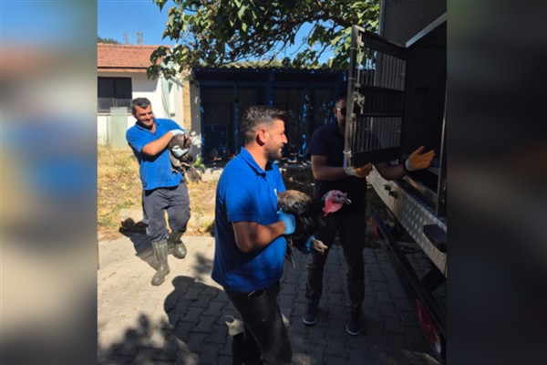 Yangından etkilenen hayvanlar sahiplerine teslim edildi<