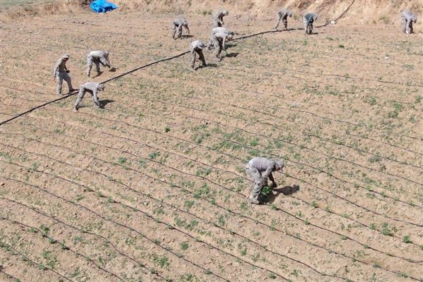 Diyarbakır'da 319 ton hint keneviri imha edildi