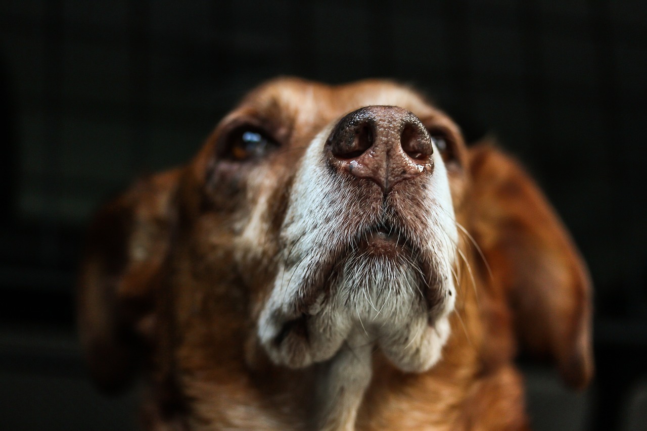 Siverek'te köpek saldırısı: Kuduz tespit edildi, mahalleler karantinaya alındı