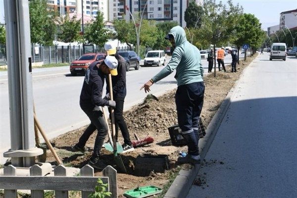 Muş Belediyesi’nden orta refüjlere yeşil dokunuş<
