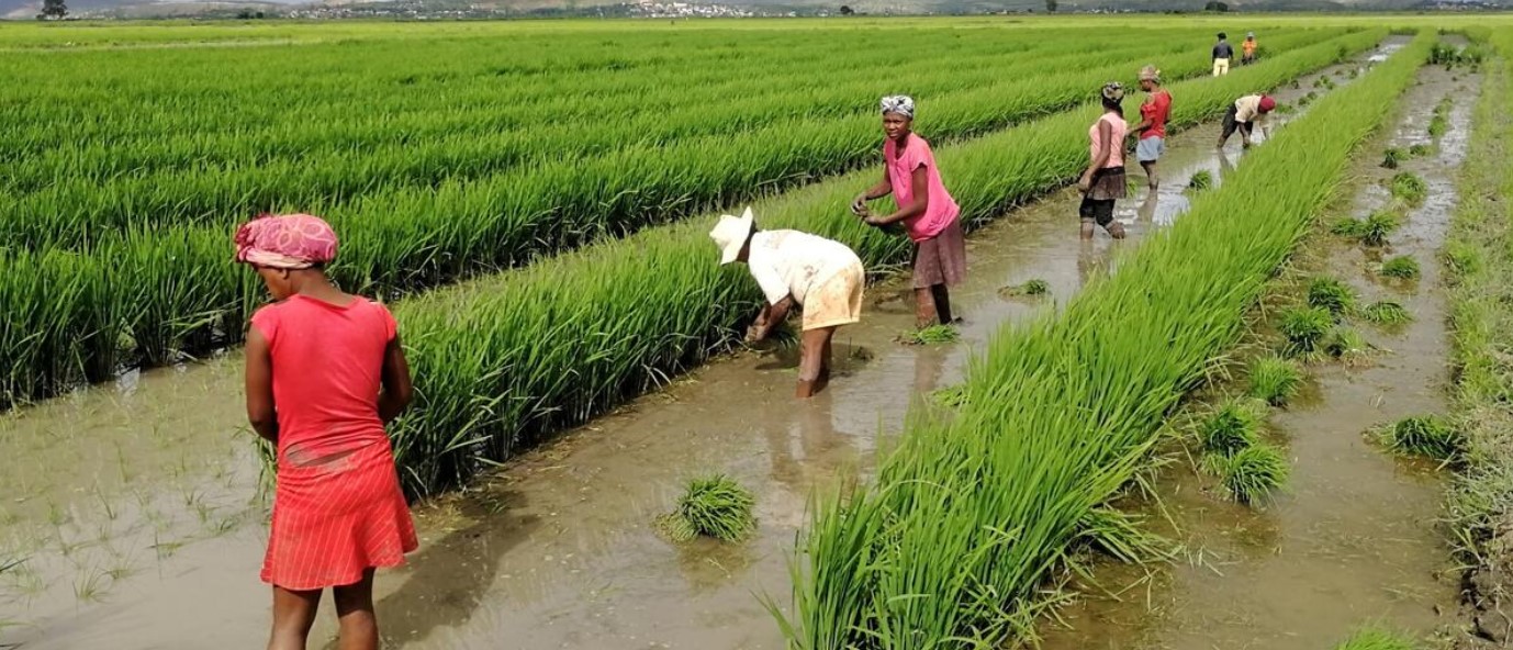 OECD & FAO: Gelişmekte olan ekonomiler tarım piyasalarını on yıl boyunca yönlendirecek