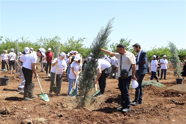 Diyarbakır'da 135 mavi servi fidanı toprakla buluştu<