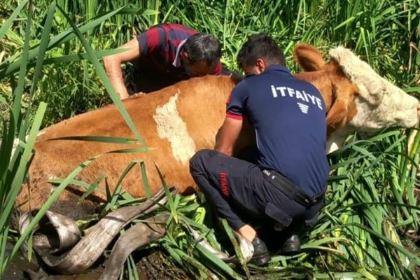 Muş’ta bataklığa saplanan iki büyükbaş hayvan itfaiye ekiplerince kurtarıldı<