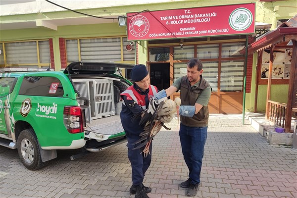 Karaman'da yaralı bulunan Leylek tedavi altına alındı
