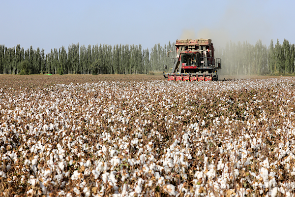 Çin pamuğunun yüzde 92.8’i Xinjiang’da üretiliyor<