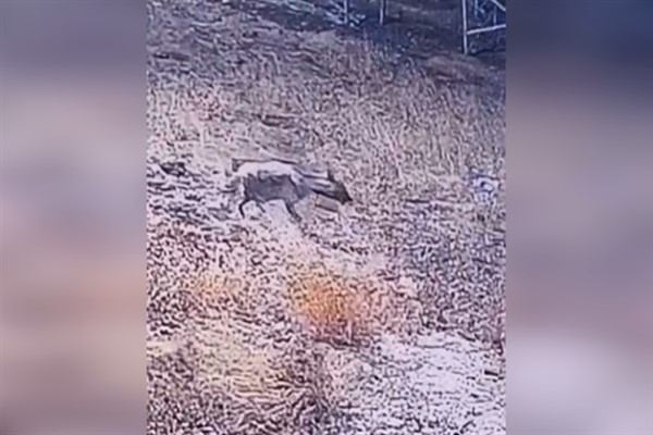 Çizgili sırtlan Şanlıurfa'da kameraya yakalandı