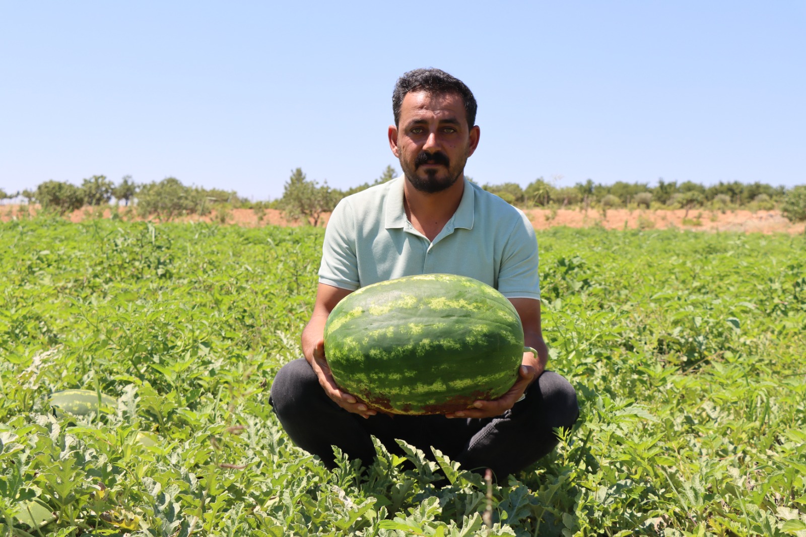 Şanlıurfa'nın Yaylak karpuzu yoğun ilgi görüyor<