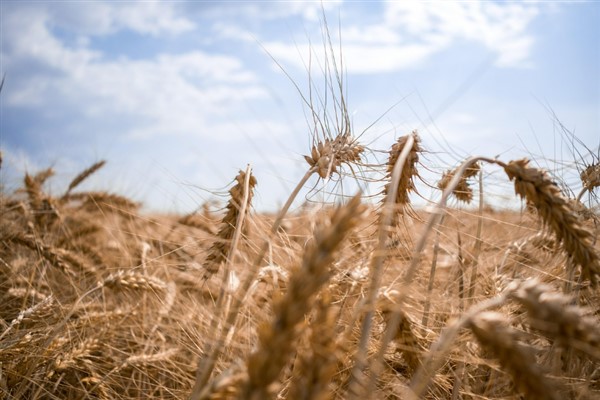 2025’te bitkisel üretimde sert düşüş: Meyve ve buğday alarm veriyor