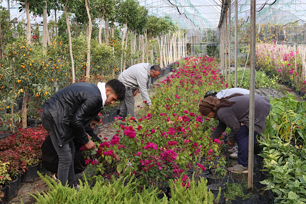 Alım Garantili Süs Bitkisi Üretimi Projesi hayata geçirildi<