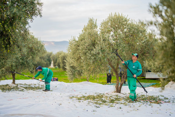 Milas Belediyesi, zeytin hasadına başladı