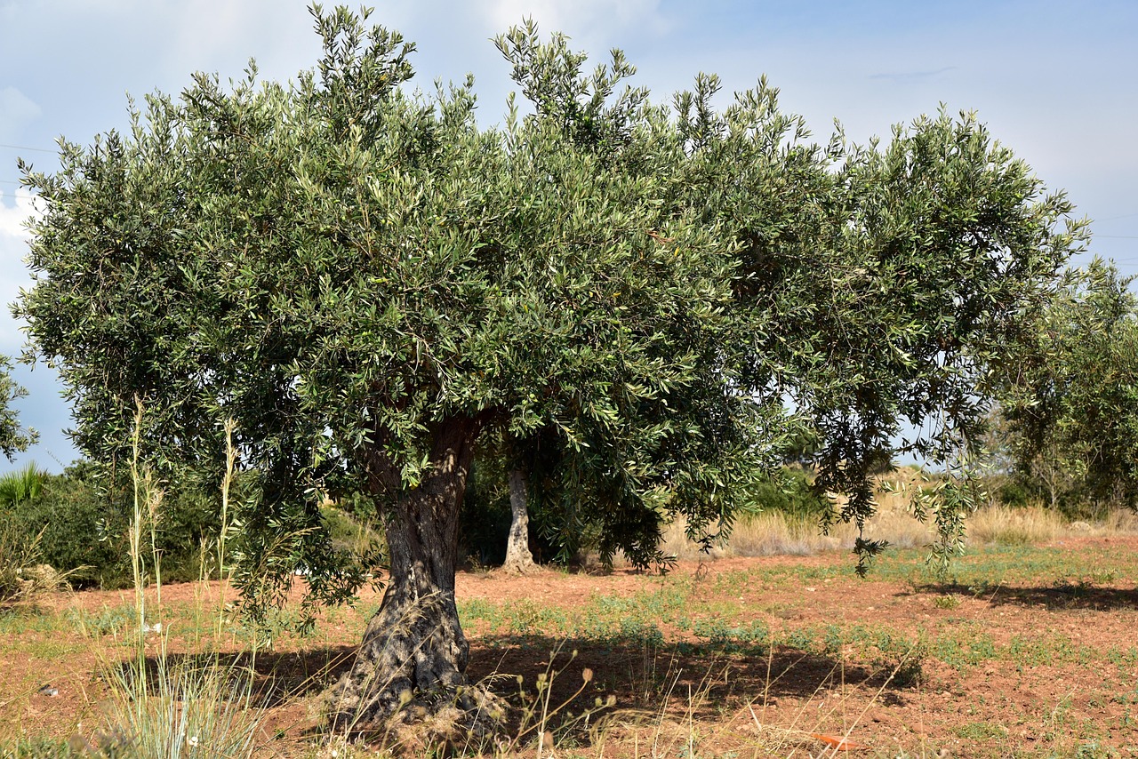 Vişne Madencilik'ten taşınmaz alımı