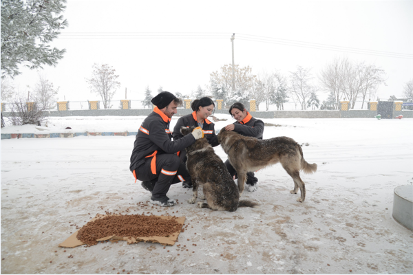 Diyarbakır'da sokak hayvanları için 50 noktaya mama bırakıldı<